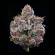 Candy Candy - COOKIES SEEDS | TanieSianie.pl