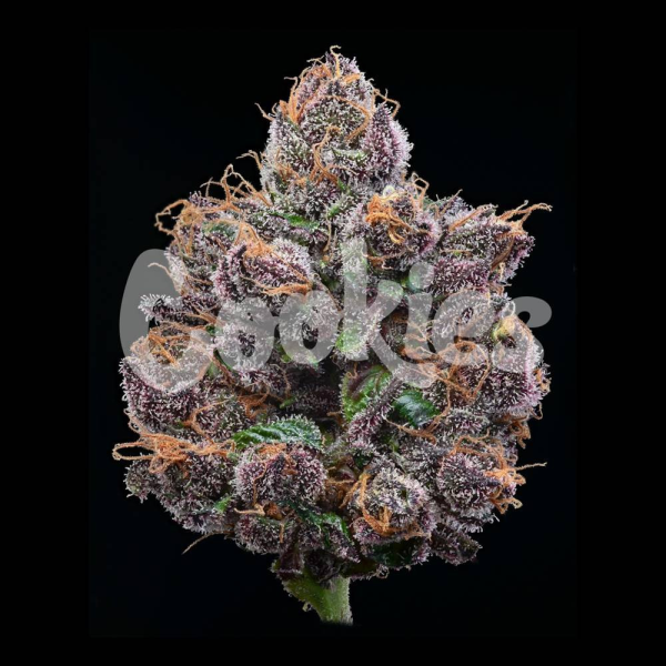 Candy Candy - COOKIES SEEDS | TanieSianie.pl