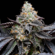 Blueberry Bubble Gum - COOKIES SEEDS | TanieSianie.pl
