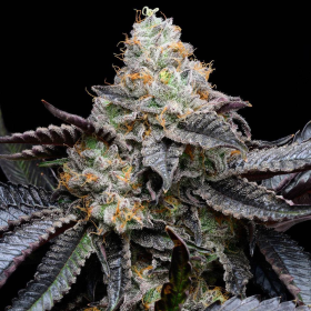 Blueberry Bubble Gum - COOKIES SEEDS | TanieSianie.pl