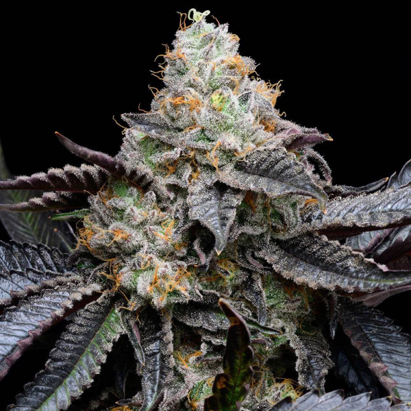 Blueberry Bubble Gum - COOKIES SEEDS | TanieSianie.pl