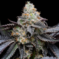 Blueberry Bubble Gum - COOKIES SEEDS