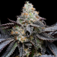 Blueberry Bubble Gum - COOKIES SEEDS | TanieSianie.pl