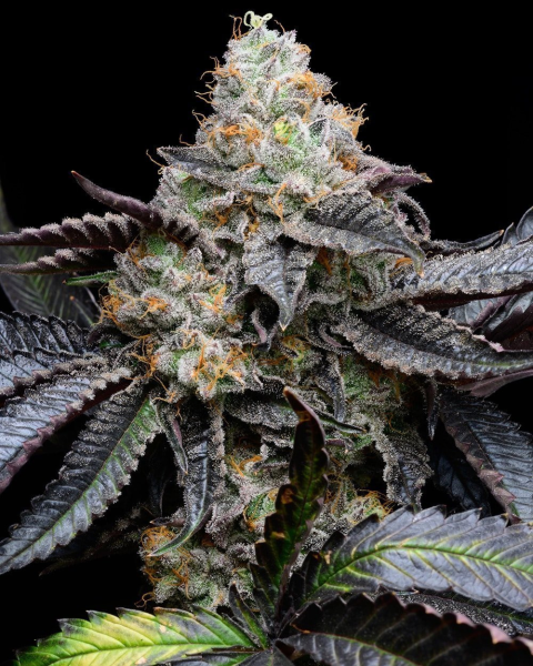 Blueberry Bubble Gum - COOKIES SEEDS | TanieSianie.pl
