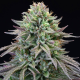 Cherry Cooks - COOKIES SEEDS | TanieSianie.pl