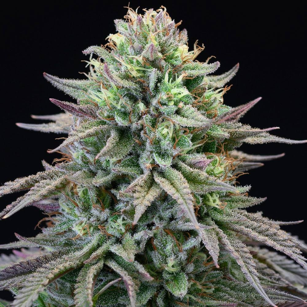 Cherry Cooks - COOKIES SEEDS | TanieSianie.pl