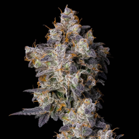 Cherry Zelato - COOKIES SEEDS | TanieSianie.pl