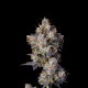 Cherry Zelato - COOKIES SEEDS | TanieSianie.pl
