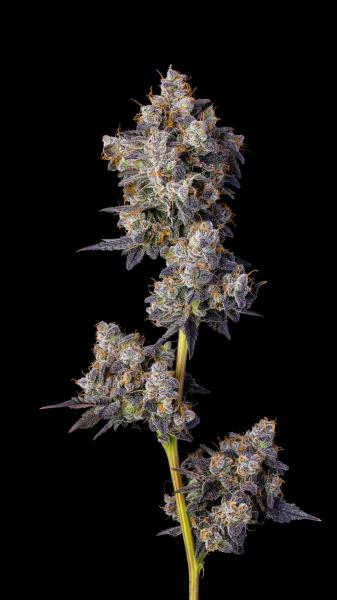 Cherry Zelato - COOKIES SEEDS | TanieSianie.pl