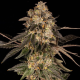 Cherry Fritter - COOKIES SEEDS | TanieSianie.pl