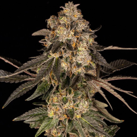 Cherry Fritter - COOKIES SEEDS | TanieSianie.pl