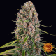 Blue Cheese - BARNEY’S FARM | TanieSianie.pl