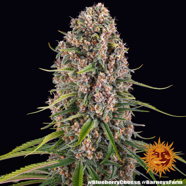 Blue Cheese - BARNEY’S FARM | TanieSianie.pl