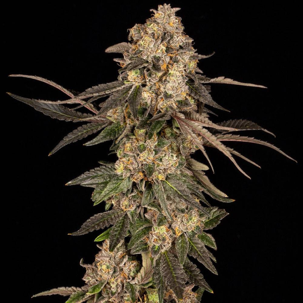 Cherry Fritter - COOKIES SEEDS | TanieSianie.pl