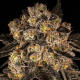 Cherry Fritter - COOKIES SEEDS | TanieSianie.pl