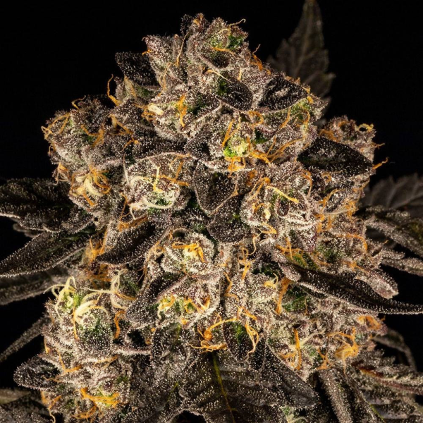 Cherry Fritter - COOKIES SEEDS | TanieSianie.pl