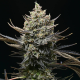 Corn Syrup - COOKIES SEEDS | TanieSianie.pl