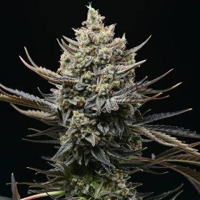 Corn Syrup - COOKIES SEEDS | TanieSianie.pl