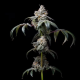Dirty Diana - COOKIES SEEDS | TanieSianie.pl