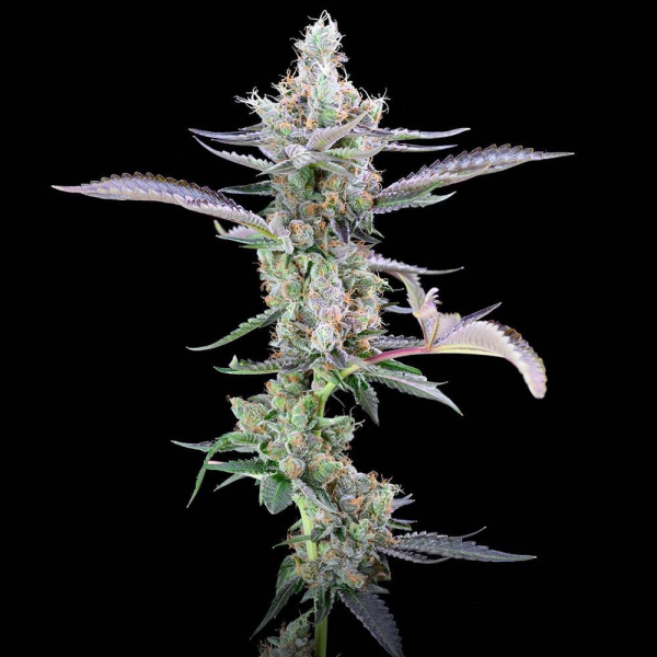Dirty Money - COOKIES SEEDS | TanieSianie.pl