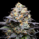 Double Sherb - COOKIES SEEDS | TanieSianie.pl