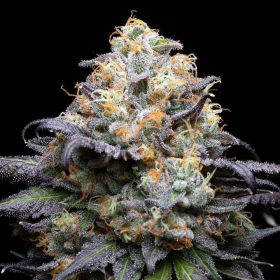 Double Sherb - COOKIES SEEDS | TanieSianie.pl