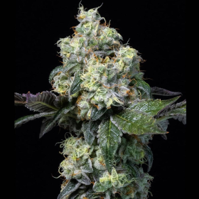 Elephant Trunk - COOKIES SEEDS | TanieSianie.pl