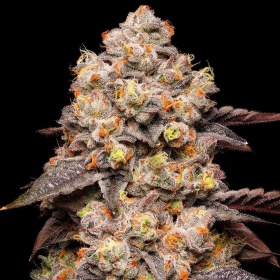 Dried Fruit - COOKIES SEEDS | TanieSianie.pl