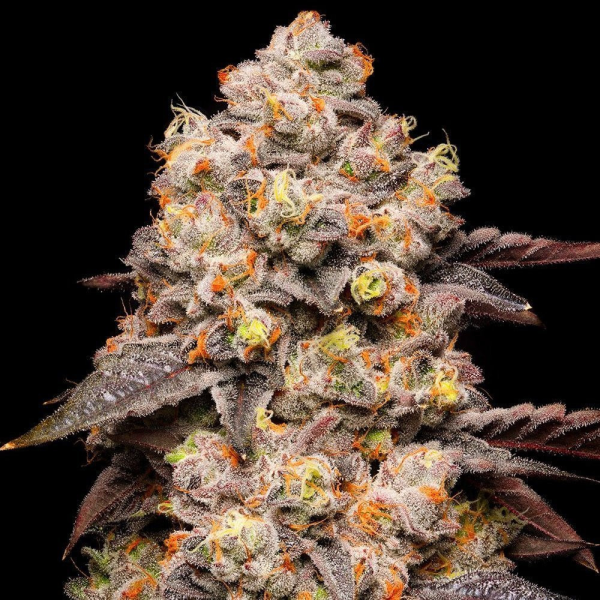 Dried Fruit - COOKIES SEEDS | TanieSianie.pl