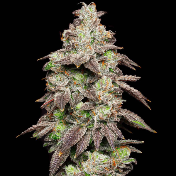 Fried Banana - COOKIES SEEDS | TanieSianie.pl