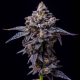 Hollywood - COOKIES SEEDS | TanieSianie.pl