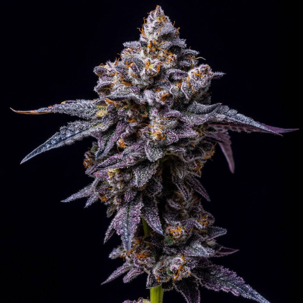 Hollywood - COOKIES SEEDS | TanieSianie.pl