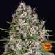 Blue Cheese - BARNEY’S FARM | TanieSianie.pl