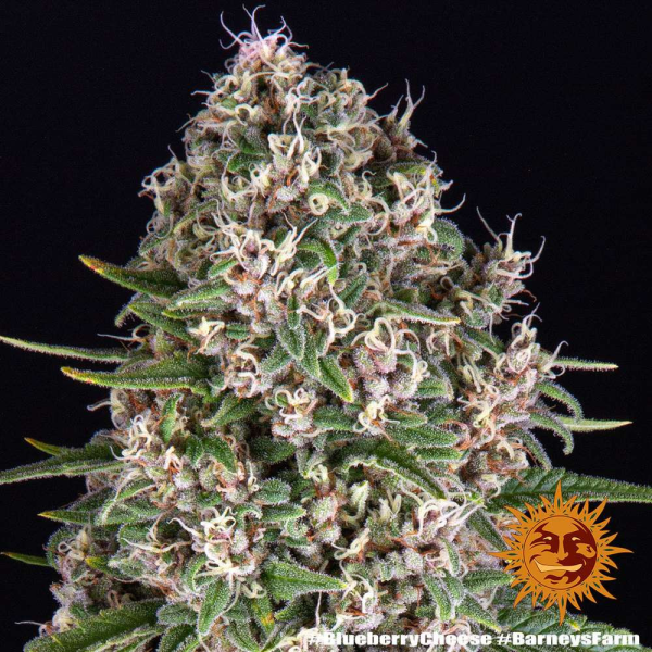 Blue Cheese - BARNEY’S FARM | TanieSianie.pl