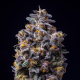 Hollywood - COOKIES SEEDS | TanieSianie.pl