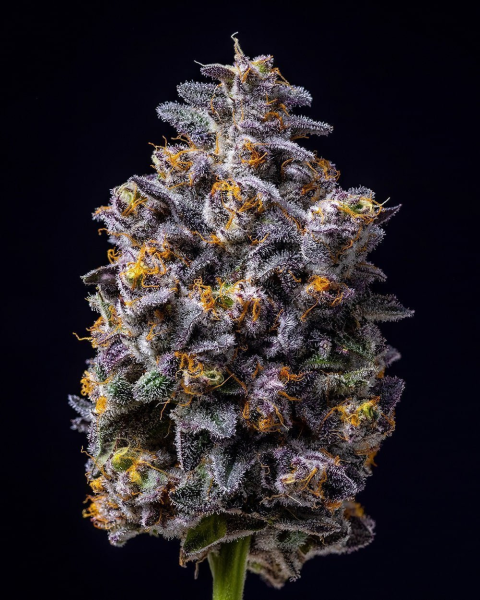 Hollywood - COOKIES SEEDS | TanieSianie.pl