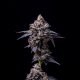 Hollywood - COOKIES SEEDS | TanieSianie.pl