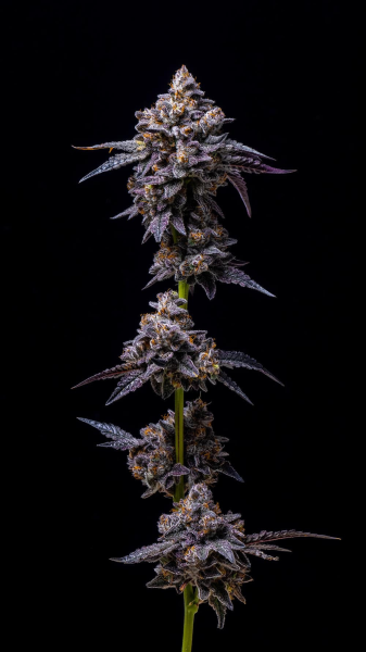 Hollywood - COOKIES SEEDS | TanieSianie.pl