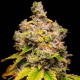 Lemon Cherry Sherb - COOKIES SEEDS | TanieSianie.pl