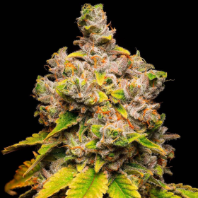 Lemon Cherry Sherb - COOKIES SEEDS | TanieSianie.pl