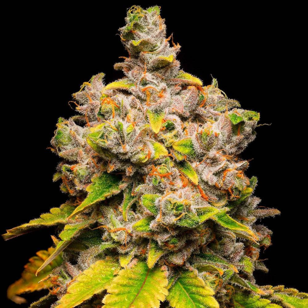 Lemon Cherry Sherb - COOKIES SEEDS | TanieSianie.pl