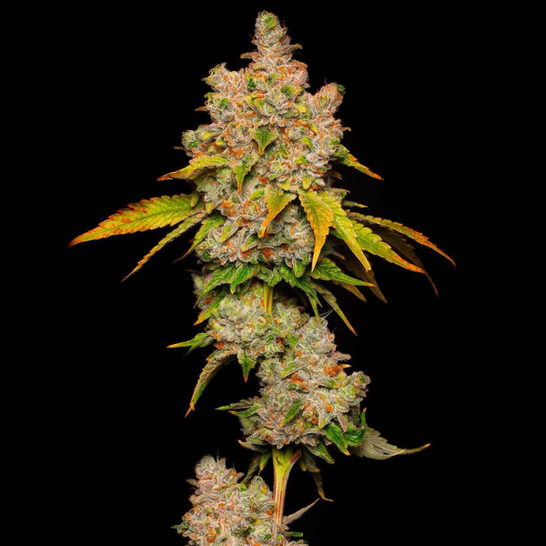 Lemon Cherry Sherb - COOKIES SEEDS | TanieSianie.pl