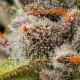 Lemon Cherry Sherb - COOKIES SEEDS | TanieSianie.pl