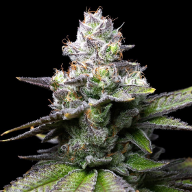 Melted Scoopz - COOKIES SEEDS | TanieSianie.pl