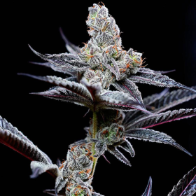 Mind Fuck - COOKIES SEEDS | TanieSianie.pl