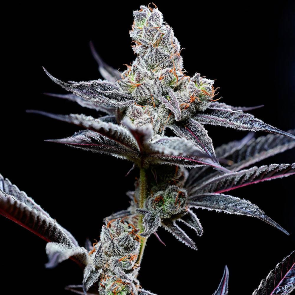 Mind Fuck - COOKIES SEEDS | TanieSianie.pl
