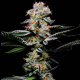 Grapefruitz - COOKIES SEEDS | TanieSianie.pl