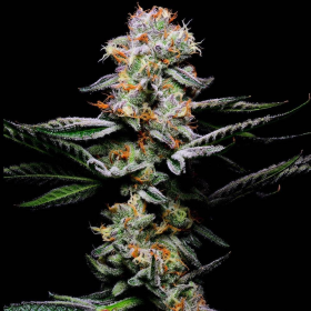 Grapefruitz - COOKIES SEEDS | TanieSianie.pl