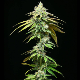 Motor City - COOKIES SEEDS | TanieSianie.pl