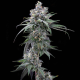Pie Piss - COOKIES SEEDS | TanieSianie.pl